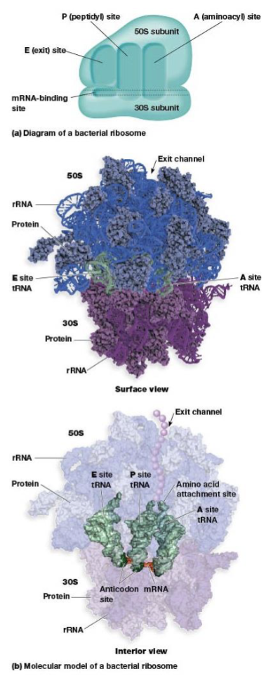<p>from which tRNAs leave the ribosome after discharging their amino acid</p>