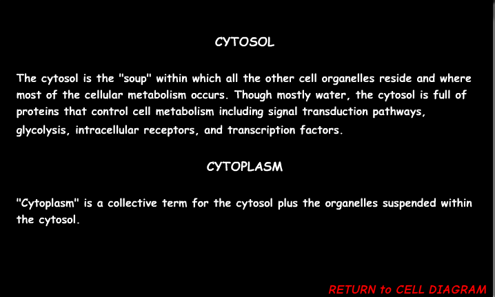 <p><strong><span>Cytosol</span></strong><span> is the fluid portion of the cytoplasm, while </span><strong><span>cytoplasm</span></strong><span> includes both the cytosol and all other components within the cell membrane, such as organelles like the nucleus, mitochondria, and ribosomes</span></p>