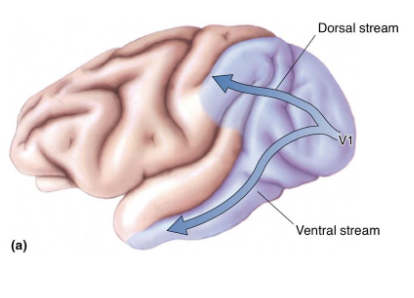 <p>Information passed toward the parietal lobe</p><p>Specialized processing of visual motions</p><ul><li><p><em>Navigation</em> – perceiving the direction and speed of objects helps us navigate safely</p></li><li><p><em>Directing eye movements </em>– sense motion and quickly react to it</p></li><li><p><strong><em>Motion perception </em></strong>– interpretation of moving objects</p></li></ul><p></p>
