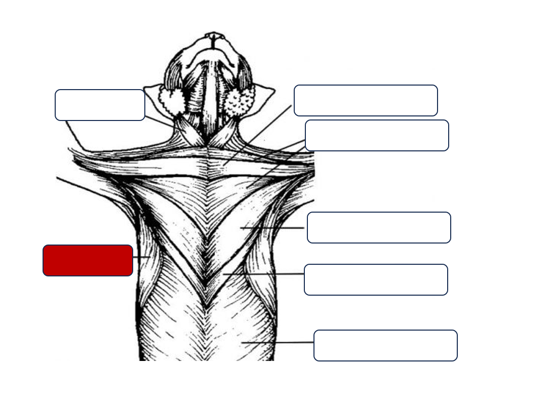 <p>Label the muscle</p>