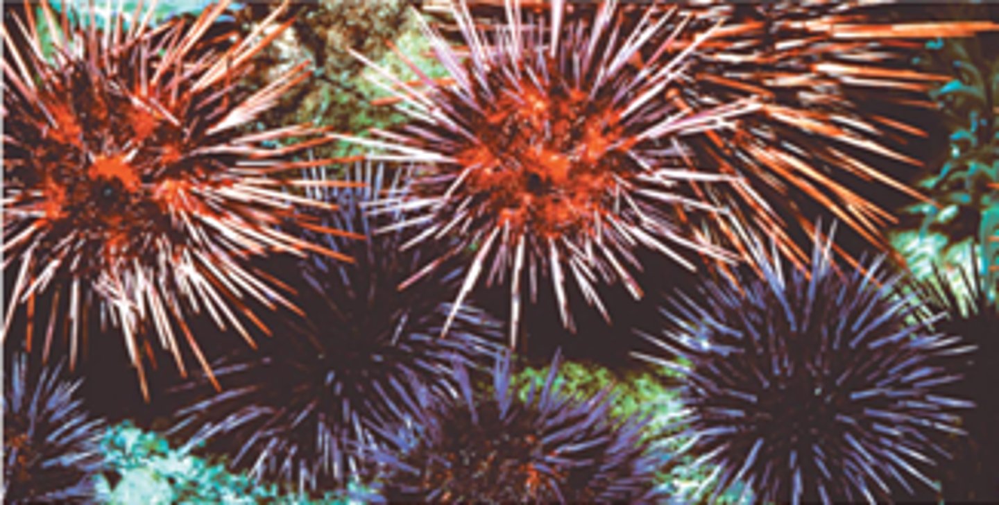 <p>Sperm of one species may not be able to fertilize eggs of another species</p>