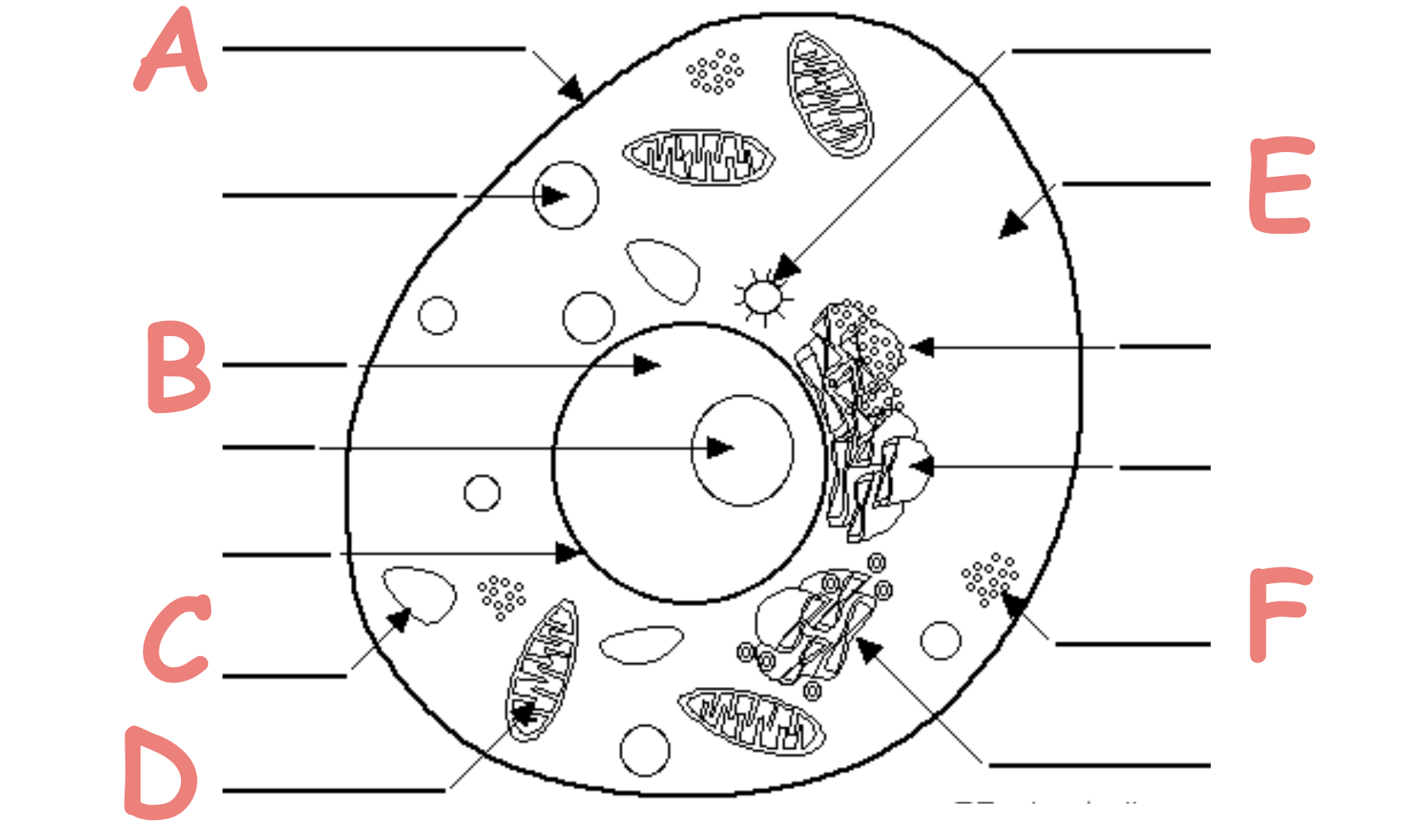 <p>Which letter shows the cytoplasm</p>