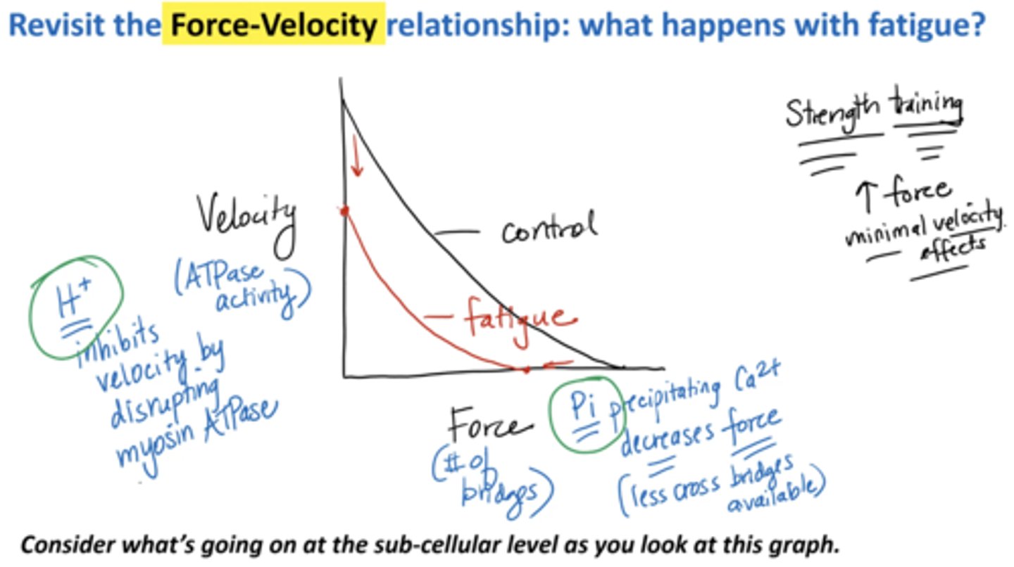 <p>Velocity:</p><p>H+ inhibits velocity by disrupting myosin ATPase </p><p>Force (# of bridges): </p><p>Pi precipitating calcium decreases force (less cross bridges available) </p><p>strength training increases minimal velocity effects </p>