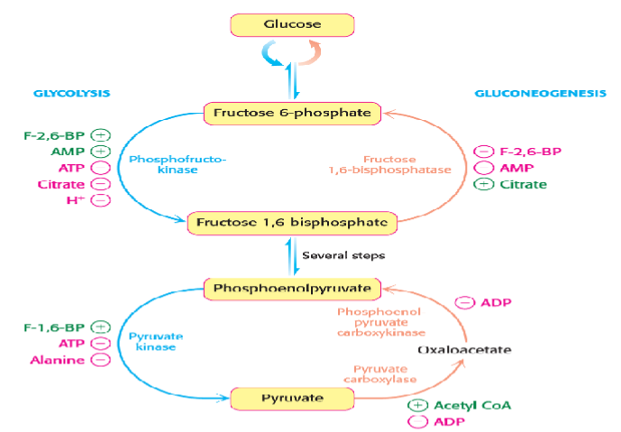 <p>Please note that at high energy level, the need for the citric acid cycle is less. Under this condition, <strong>citrate accumulates and signal that energy is high which inhibit glycolysis and activate Fructose - 1,6,bisphosphatase in gluconeogenesis. Acetyl CoA also activates pyruvate carboxylase in gluconeogenesis</strong></p>