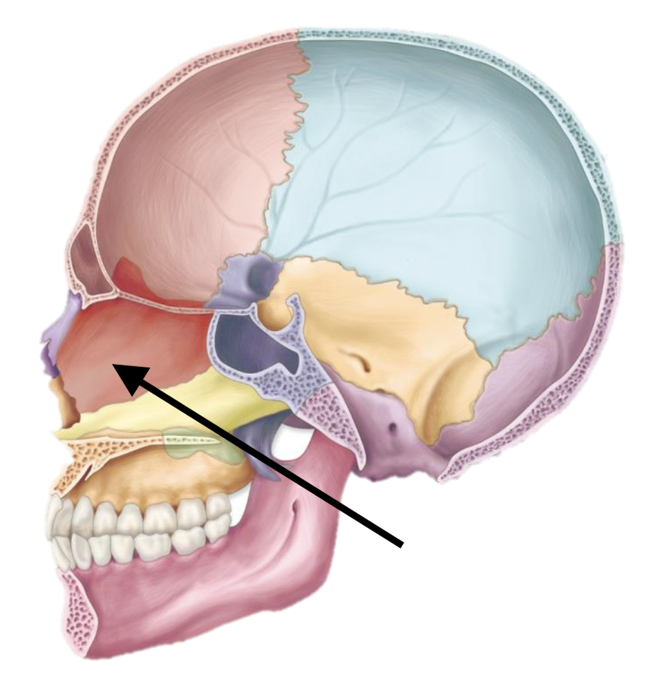 <p>Name the bone</p>