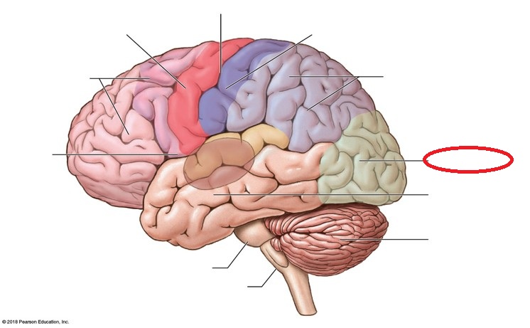 <p>Identify the indicated lobe of the cerebral hemispheres</p>