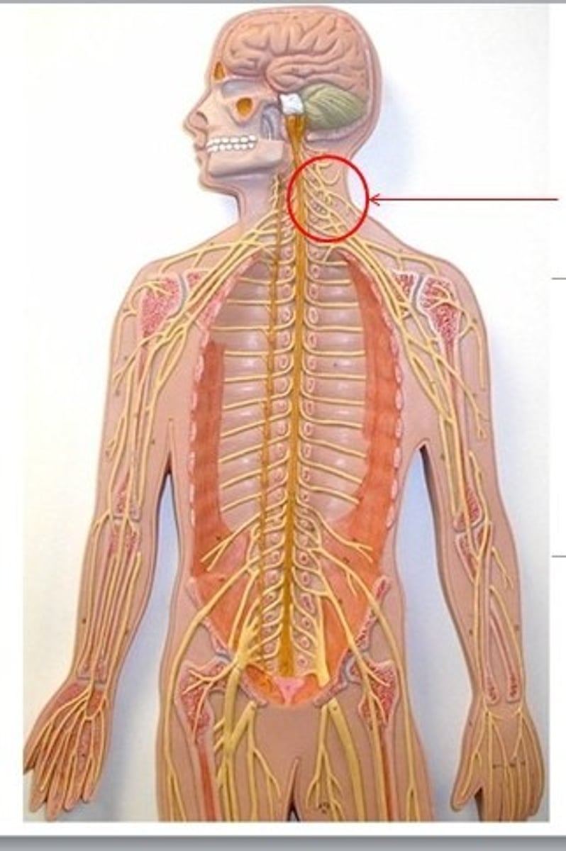 <p>Plexus formed by spinal nerves C1-C4, serving the neck and upper shoulder</p>
