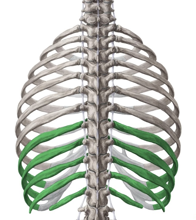 <p>Identify the bone.</p>