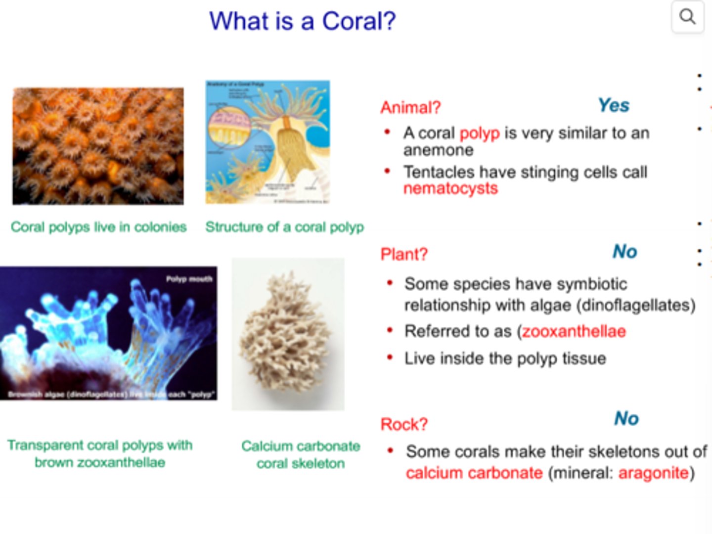 <p>- Corals are animals</p><p>- A coral polyp is formed by a single sperm and egg, then spreads through asexual reproduction to form a colony somposed of many identical polyps</p><p>- Corals form skeletons out of calcium cabronate that grows in layers year after year, and the coral polyps only live on the outer layer of the skeleton</p><p>- Coral polyps are similiar to anemones, and have tencitlces with stingng cells called nematocysts</p><p>- Some, but not all, species of coral have symbiotic (mutulaistic) relationships with algae (dinoflagellates)</p><p>- These are refrred to as zooxanthellae and live inside the polyp tissue</p><p>- Corals provide protection and nutreints (from coral waste) for zooxanthellae</p><p>- Zooxanthae photosynthesize, which produces food for the coral</p>