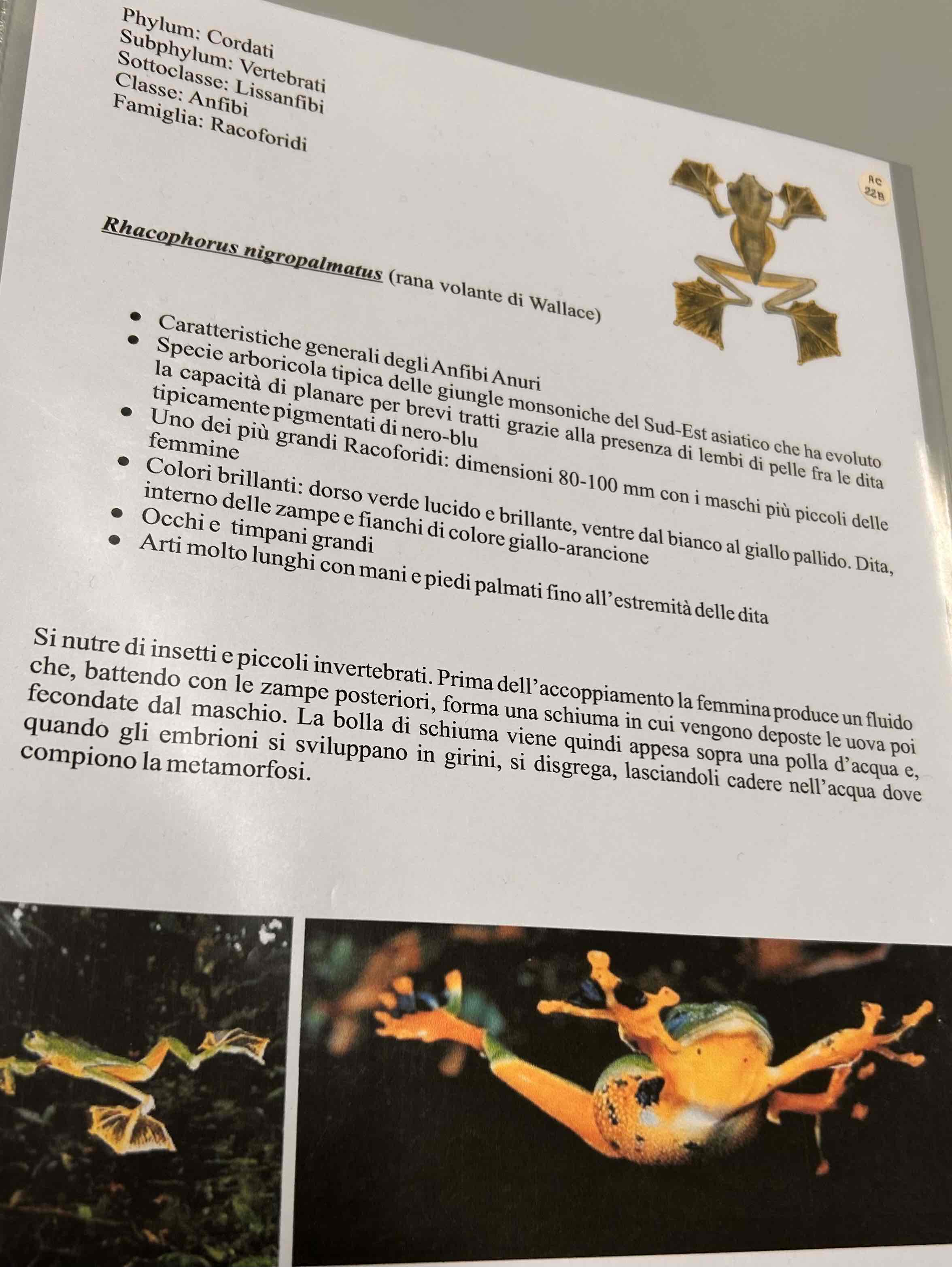 <p>Cordati</p><p style="text-align: start">Vertebrati</p><p style="text-align: start">Gnatostomi</p><p style="text-align: start">Tetrapodi</p><p style="text-align: start">Anfibi</p><p style="text-align: start">???</p><p style="text-align: start">Rhacophorus nigropalmatus (rana volante di Wallace)</p>