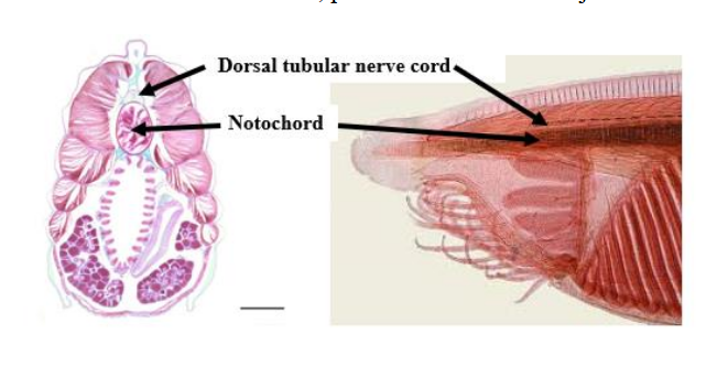 <p>Notochord</p>
