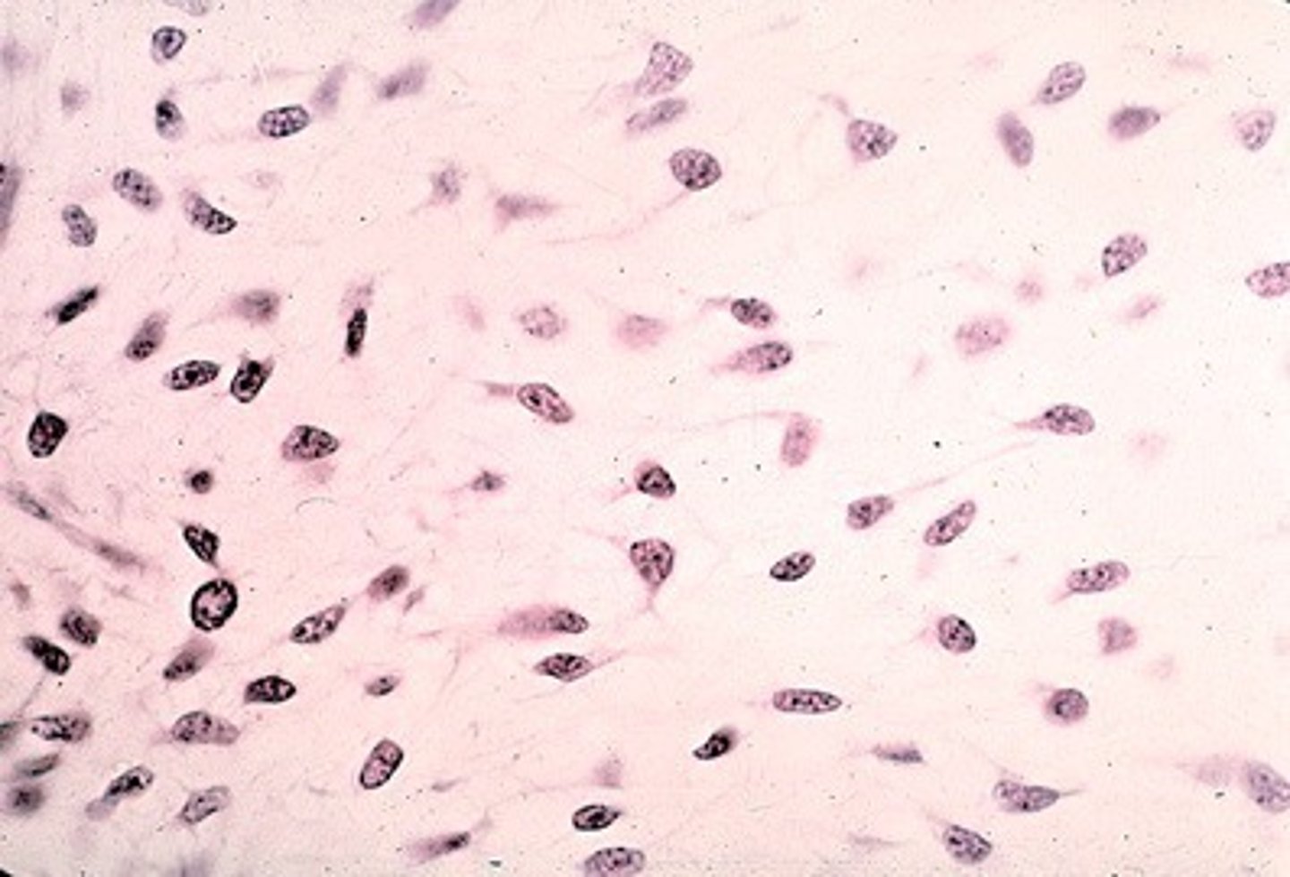 <p>Gel-like ground substance with fine protein fibers and immature cells; gives rise to all other connective tissues</p>