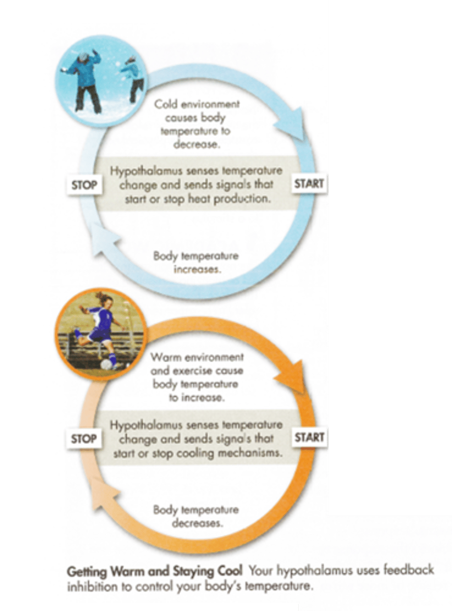 <p>Process by which organisms maintain a relatively stable internal environment.</p>