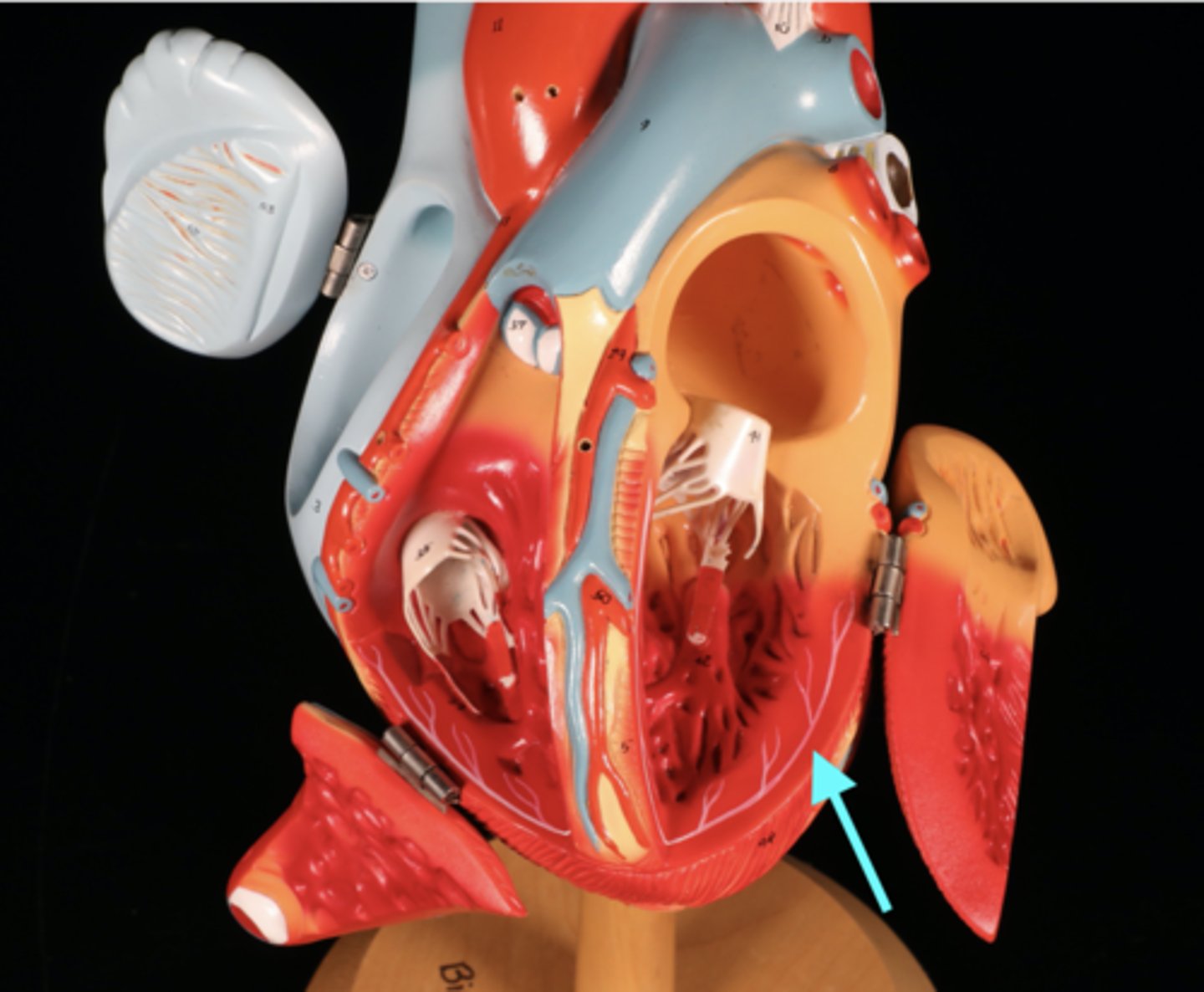 knowt flashcard image