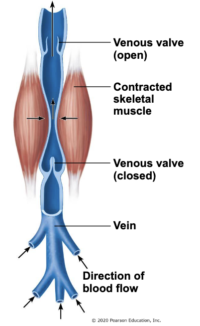 <ul><li><p>skeletal muscle contraction and relaxation helps move venous blood</p></li><li><p>muscles squeeze veins, push blood towards heart</p></li><li><p>inactivity results in greater risk of clot formation</p></li></ul><p></p>