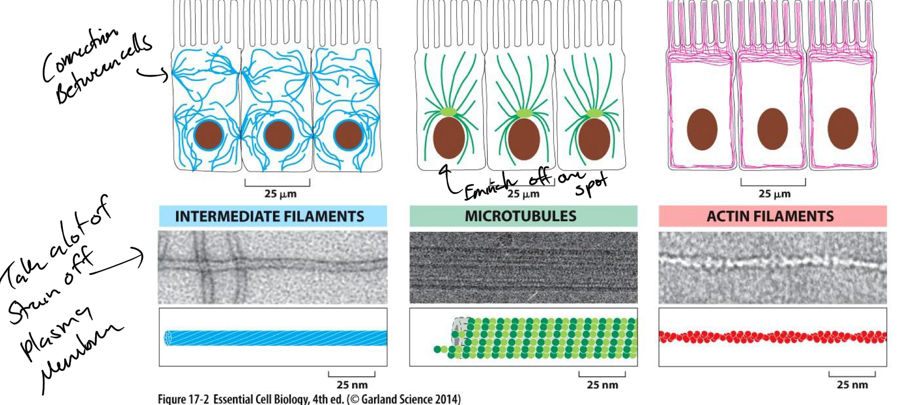 <p>Intermediate = around nucleus + Provide strain relief off plasma membrane. Involved in cell to cell connections</p><p>Microtubules = emanate off the same area</p><p>Actin = Periphery = maintain shape of PM</p>