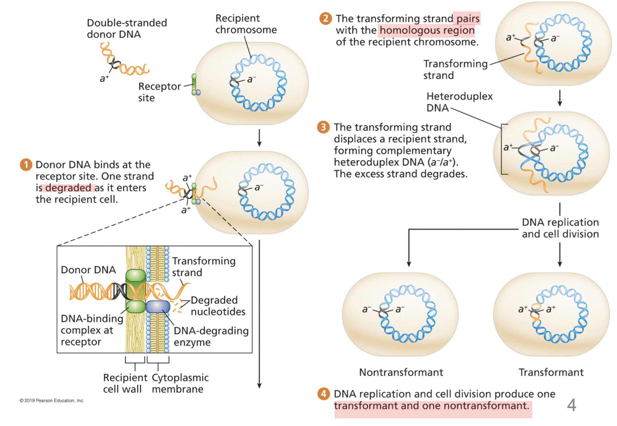 <ol><li><p>degradation by one of the strands </p></li><li><p>transforming strand invades a complementary region of the recipient chromosome </p></li><li><p>heteroduplex DNA</p><ul><li><p>one strand from recipient cell, complementary transforming strand derived from the bacterial donor </p></li></ul></li><li><p><strong><em>transformant</em></strong> cell (carries transforming strand/newly synthesized complementary strand) and <strong><em>nontransformant</em></strong> (retains recipient chromosome) </p></li></ol>