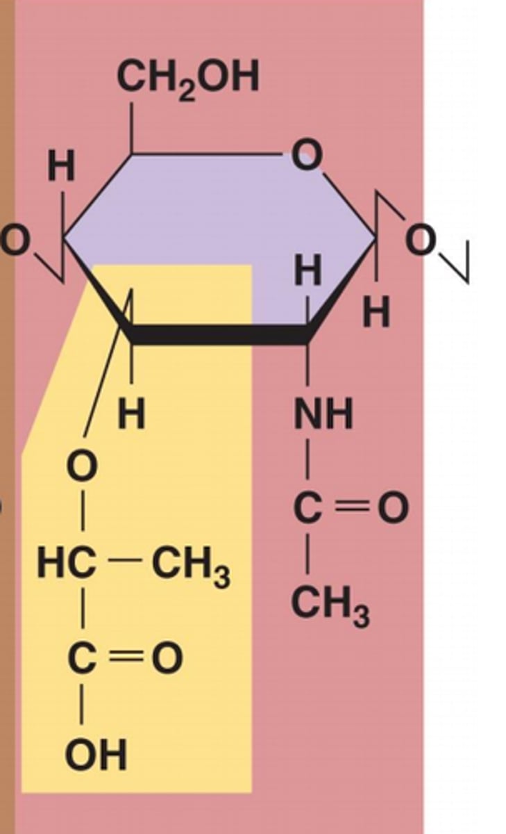 <p>(N-acetylmuramic acid) a sugar with a special side chain that helps link peptide chains in the bacterial cell wall, making it strong and tough.</p>