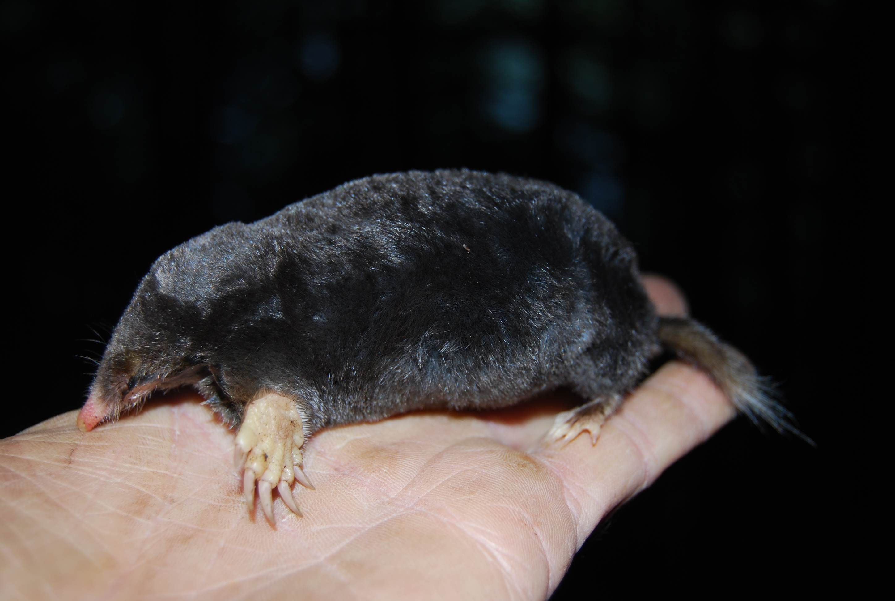 <p>Hairy-tailed mole</p>