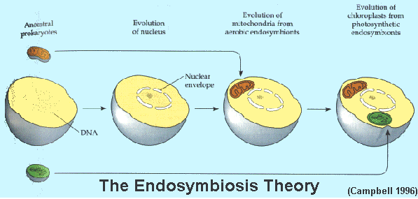 <p>A theory that states primitive prokaryotes engulfed primitive plastids (mitochondria &amp; chloroplasts) and instead of destroying them, created and endosymbiotic relationship and evolved to rely on one another</p><p>Facts that support this theory; double membrane, each plastid has their own DNA, plastid DNA is circular unlike bacteria, they have microscopic ribosomes, and they divide in a fission like process. </p>