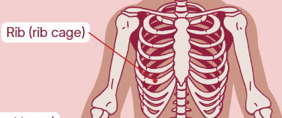 <p>Rib Cage</p>