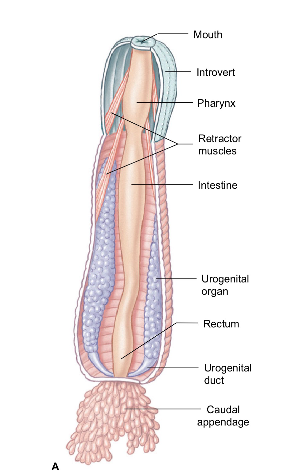 <p><em>penis worms, </em>live in marine burrows and eat polychaetes by sticking out head and grabbing them with their <strong>introvert. Trunk </strong>&amp; caudal appendages are thin for respiration and posterior end. larger (can be up to 39 cm). </p><p>nervous system with <strong>nerve ring + nerve cord </strong></p><p>reproduction is dioecious. larvae burrow in mud and eat detritus. males not found in some species</p>