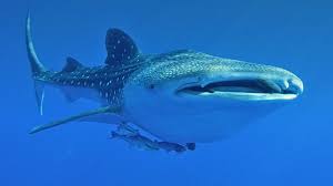 <ul><li><p>Nurse sharks</p><ul><li><p>Evolved suction feeding + mechanism for pumping water over their gills</p></li></ul></li><li><p>Whale sharks</p><ul><li><p>Epipelagic, occasionally mesopelagic</p></li><li><p>Planktivores: gill rakers + RAM feeding</p></li></ul></li></ul><p></p>