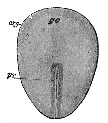 <p>The structure that forms during gastrulation in embryonic development, marking the beginning of the body plan and establishing the three germ layers. </p>