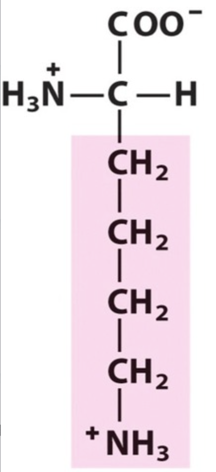 <p>Name the amino acid.</p>