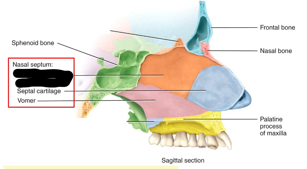 <p>What structure is this within the<strong> Nasal Septum?</strong></p>