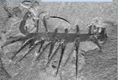 <p>a genus of extinct lobopods from the Cambrian period, known for their elongated body and spiny appendages, showcasing early developmental forms of complex body structures. </p>
