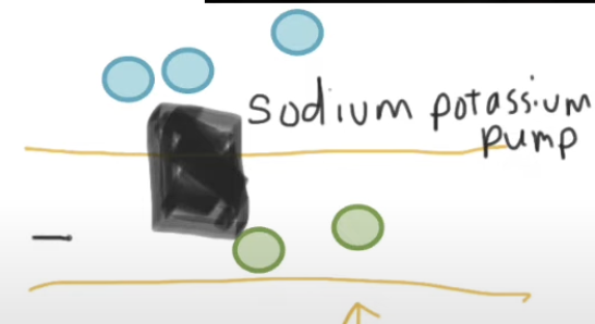 <p>Why is resting potential negative? <em>(double check)</em></p>
