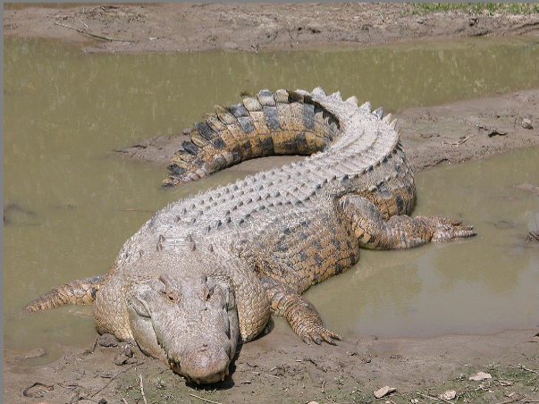 <p>Crocodiles and Dwarf crocodiles</p><p>Saltwater crocodiles</p><p>Largest extant reptile</p><p>Dwarf crocodiles live in rainforest streams in Africa</p><p>V shaped snout</p><p>Temperature dependent sex</p>