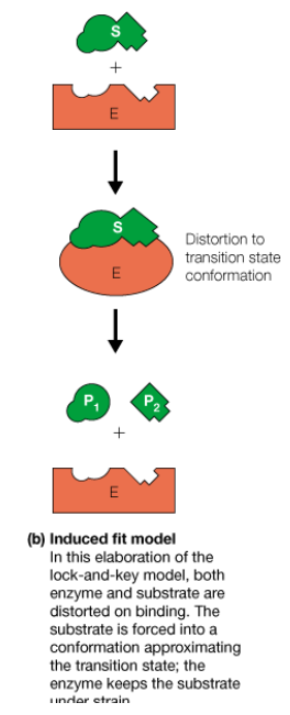 <p>bind of substrates changes shape of enzyme</p>
