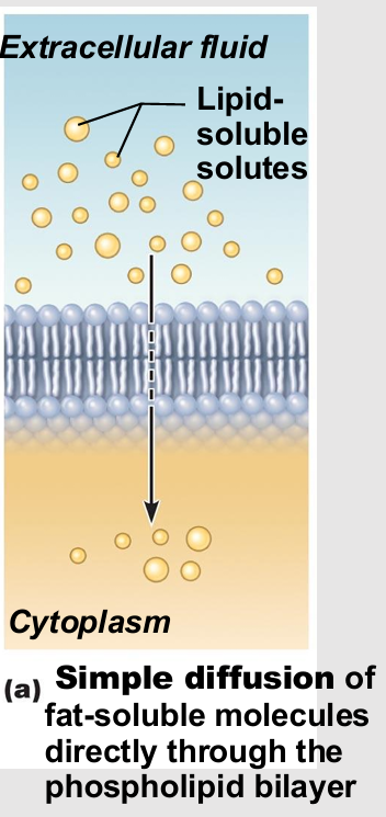 <ul><li><p>Nonpolar lipid-soluble (hydrophobic) substances diffuse directly through phospholipid bilayer</p></li><li><p>E.g., oxygen, carbon dioxide, fat-soluble vitamins</p></li></ul><p></p>