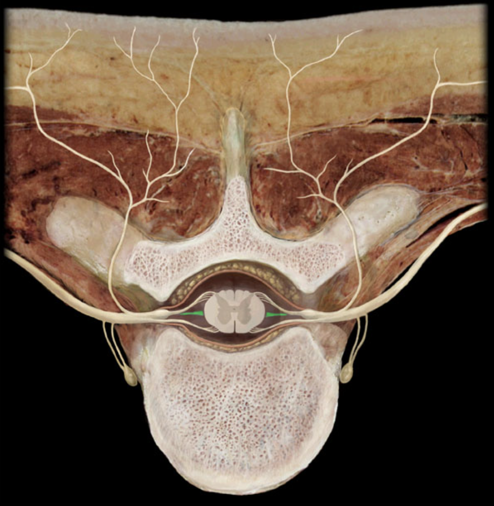 <p>What structure is shown?</p>