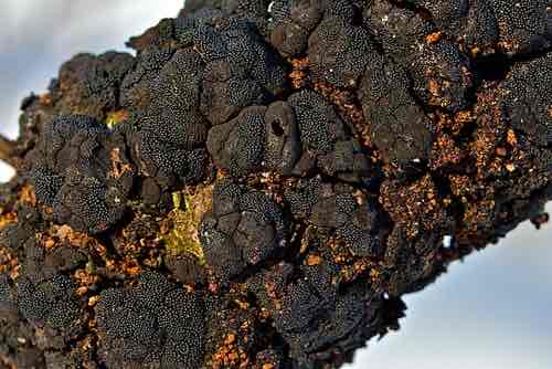 <p>Plant pathogen</p>