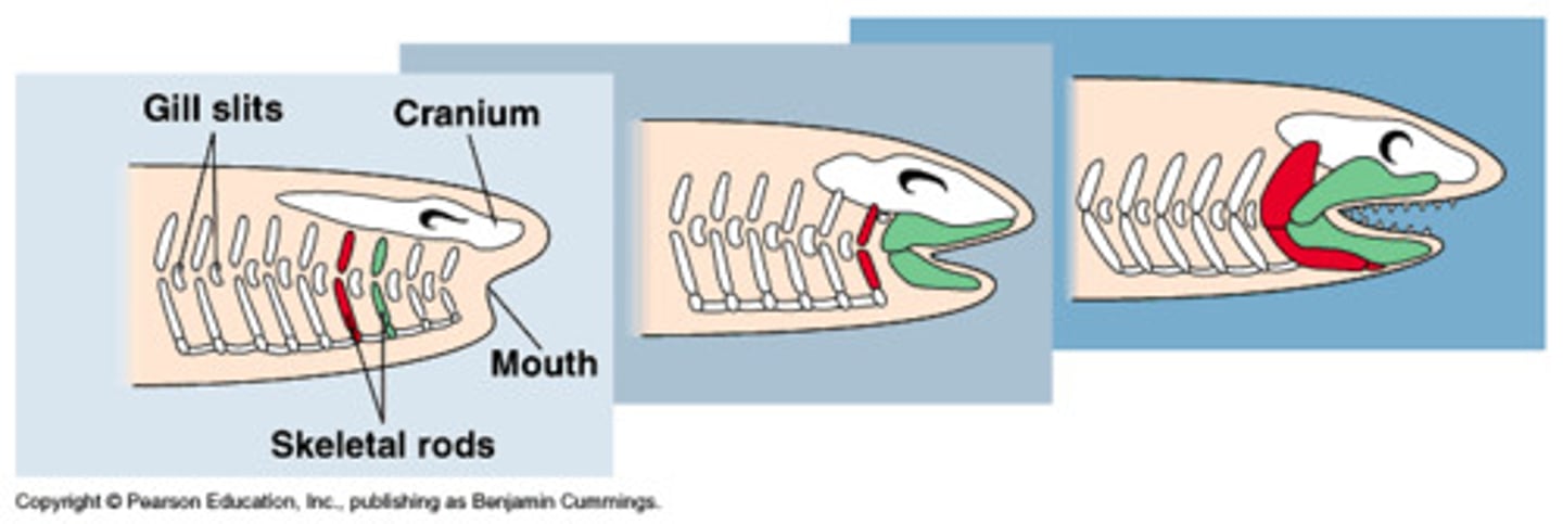 <p>Jawed Vertebrates</p><p>•Jaws allowed more efficient prey capture</p><p>- Accompanied by development of 2 pairs of appendages</p><p>Hinged jaws developed from gill arches</p><p>Two pairs of gill arches were lost, others were modified</p>