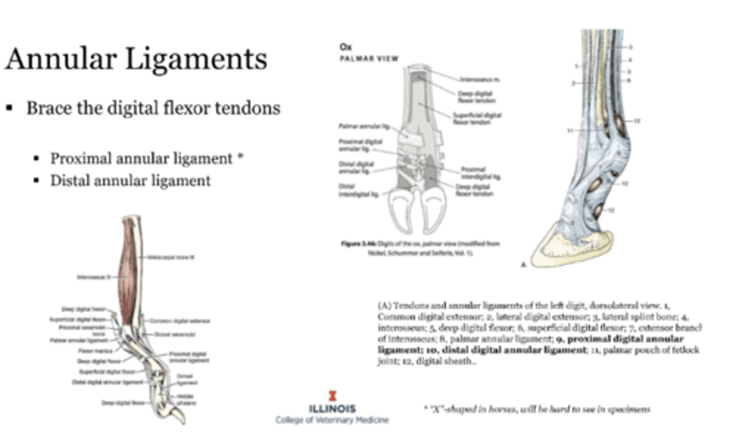 <p>annular ligaments</p>