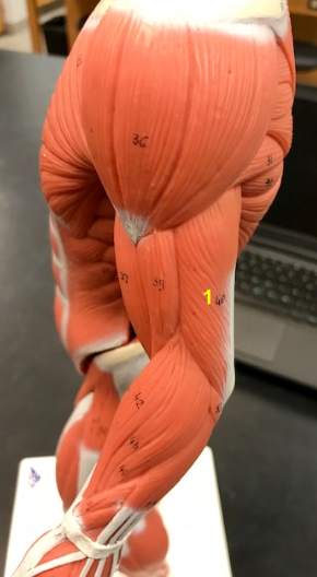 <p>What is the muscle indicated by the yellow 1? Origin? Insert? Function?</p>