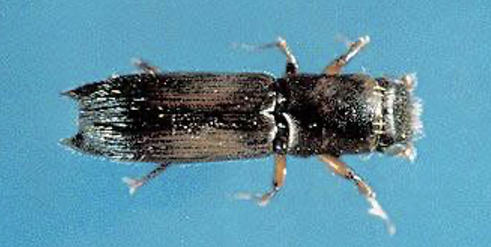 <p>Attack standing trees and felled logs. Mutualism with sapstain fungus (tunnels are strained). Eat fungus, not wood (no frass)</p>