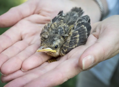 <p>Every wish immediately brings to mind its opposite; if you have a good thought, you cannot help but have an opposite bad thought.</p><p>Ex. If you pick up a tiny baby robin to nurse it, you can’t help but think you can easily crush it in your hand. </p>