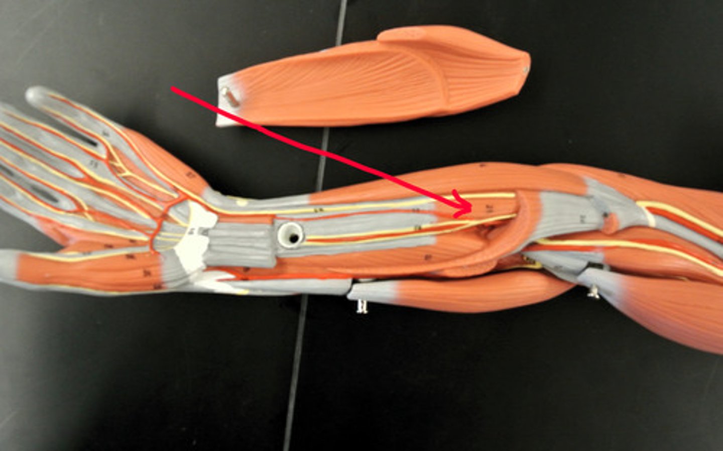 <p>deeper than flexor digitorum superficialis</p>