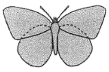 <p>Butterflies</p>