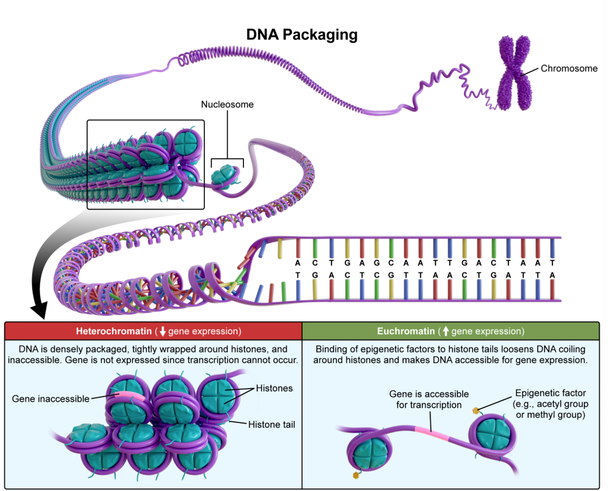<p><strong> C. histone acetylation </strong>| an epigenetic tic modification in which acetyl groups are added to histones. the acetyl groups neutralize the positive charge of the histones, relaxing the electrostatic interactions between the histones and DNA; the relaxation forms euchromatin, a loosely packed form of chromatin that’s easily accessed by transcription factors. the formation of euchromatin ultimately increases gene expression</p><p><u>Key Takeaway:</u></p><ul><li><p>eukaryotic DNA is wrapped around histones with varying degrees of tightness</p></li><li><p>modifications that relax the electrostatic interactions between/n DNA and histones will increase gene expression</p></li></ul><p></p>