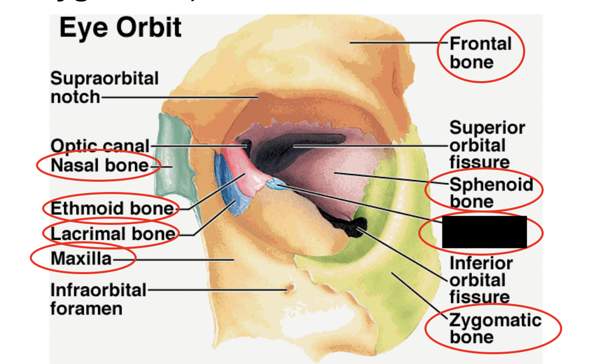 these are the bones that form the eye orbit, what bone is this?