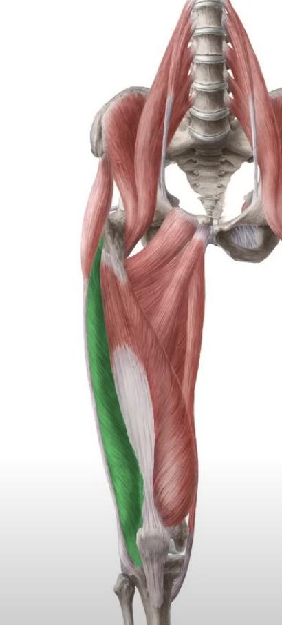 <p>extend leg</p>