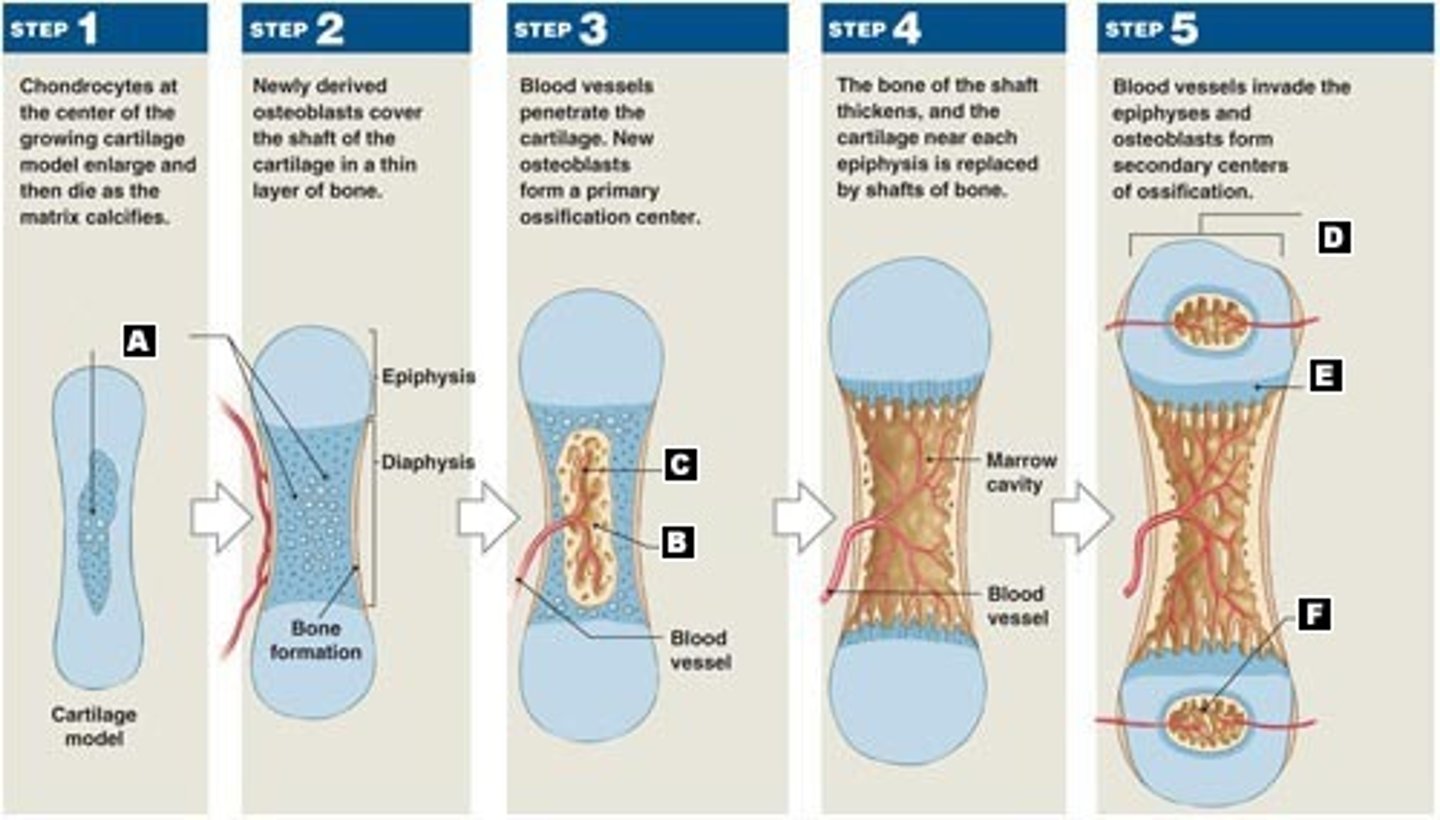 <p>one of the two essential processes during fetal development of the skeletal system by which bone tissue is created.</p>