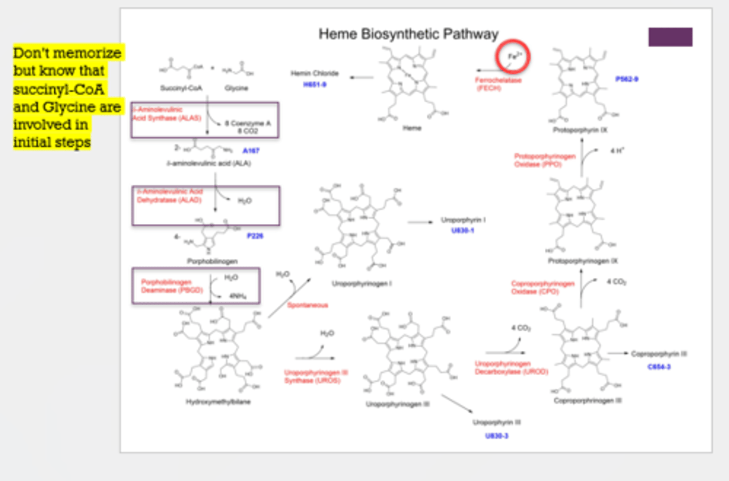 <p>succinyl-CoA and glycine</p>
