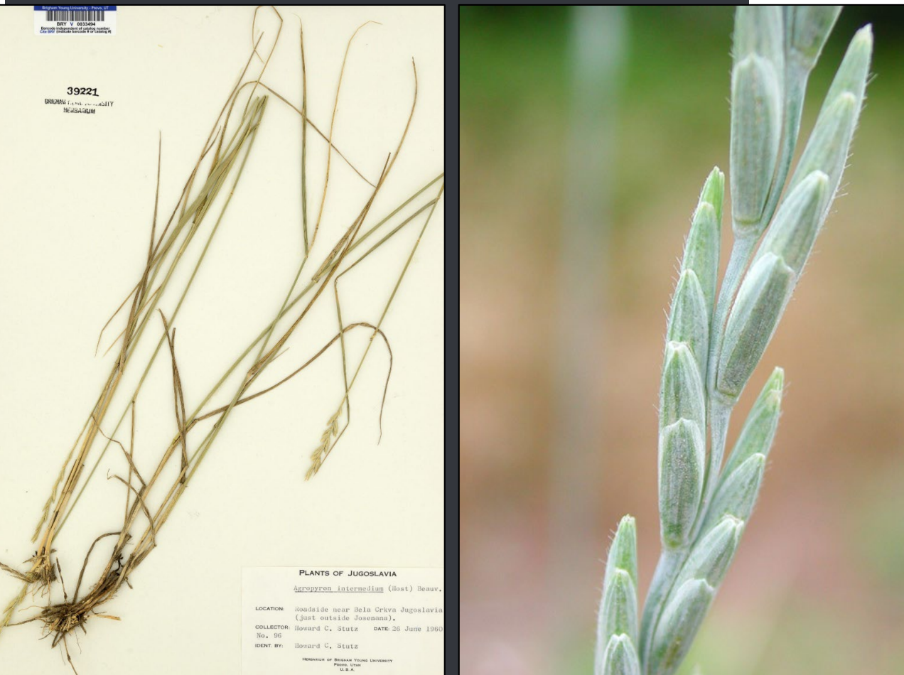 <p>glume tip is notched</p><p>no awns</p><p>Spikelets don’t usually overlap</p><p>Clasping auricles</p>